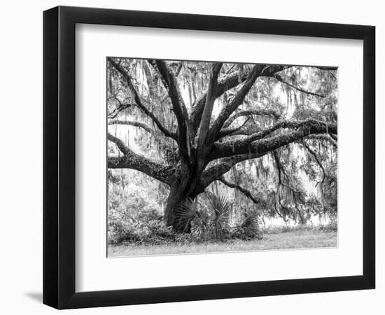 Beautiful Southern Live Oak tree, Flordia-Maresa Pryor-Framed Photographic Print