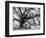 Beautiful Southern Live Oak tree, Flordia-Maresa Pryor-Framed Photographic Print