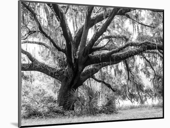 Beautiful Southern Live Oak tree, Flordia-Maresa Pryor-Mounted Photographic Print