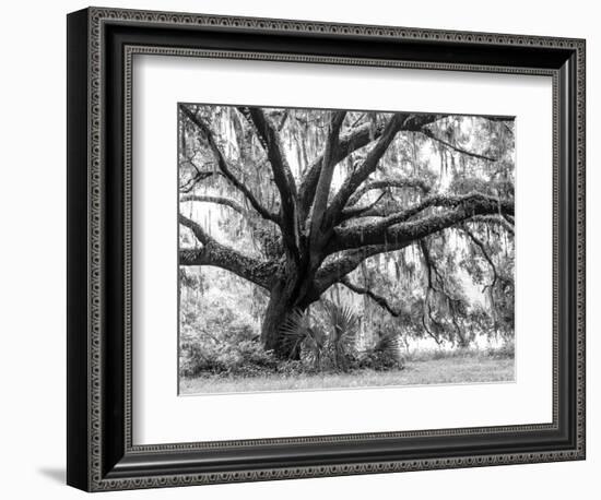 Beautiful Southern Live Oak tree, Flordia-Maresa Pryor-Framed Photographic Print