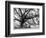 Beautiful Southern Live Oak tree, Flordia-Maresa Pryor-Framed Photographic Print