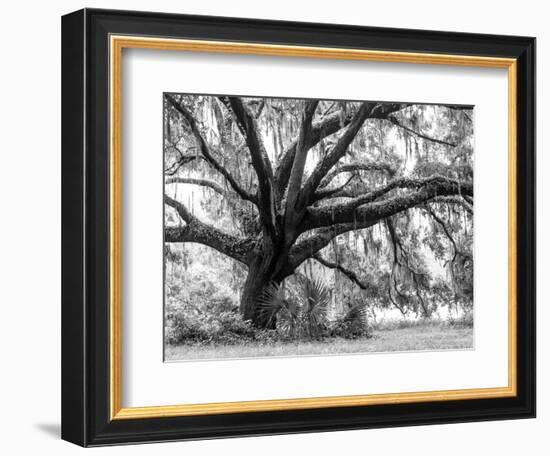 Beautiful Southern Live Oak tree, Flordia-Maresa Pryor-Framed Photographic Print