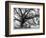 Beautiful Southern Live Oak tree, Flordia-Maresa Pryor-Framed Photographic Print