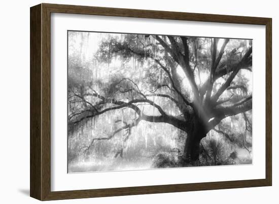 Beautiful Southern Live Oak tree, Flordia-Maresa Pryor-Framed Photographic Print