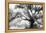 Beautiful Southern Live Oak tree, Flordia-Maresa Pryor-Framed Premier Image Canvas