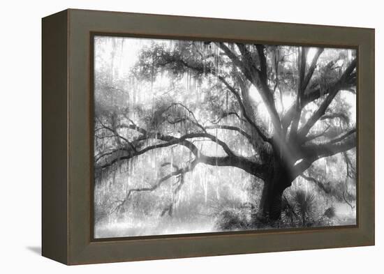 Beautiful Southern Live Oak tree, Flordia-Maresa Pryor-Framed Premier Image Canvas