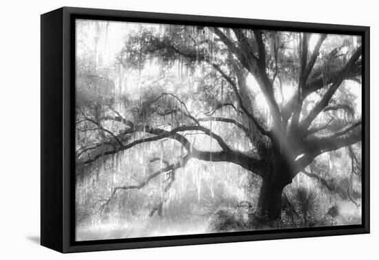 Beautiful Southern Live Oak tree, Flordia-Maresa Pryor-Framed Premier Image Canvas