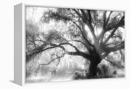 Beautiful Southern Live Oak tree, Flordia-Maresa Pryor-Framed Premier Image Canvas