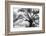 Beautiful Southern Live Oak tree, Flordia-Maresa Pryor-Framed Photographic Print