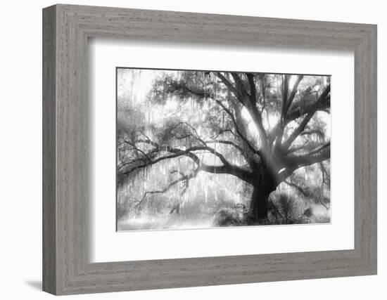 Beautiful Southern Live Oak tree, Flordia-Maresa Pryor-Framed Photographic Print