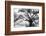 Beautiful Southern Live Oak tree, Flordia-Maresa Pryor-Framed Photographic Print