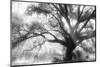 Beautiful Southern Live Oak tree, Flordia-Maresa Pryor-Mounted Photographic Print