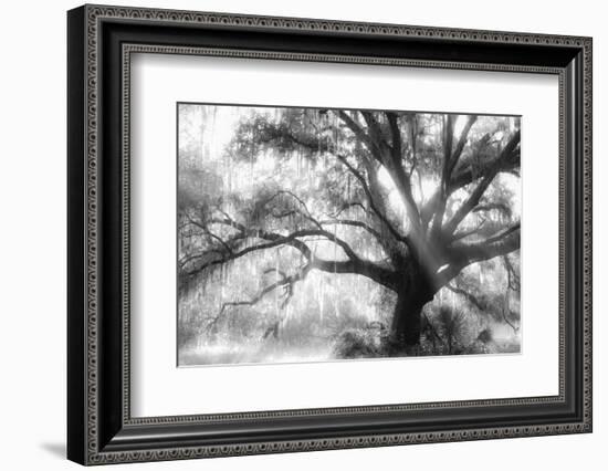 Beautiful Southern Live Oak tree, Flordia-Maresa Pryor-Framed Photographic Print