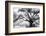 Beautiful Southern Live Oak tree, Flordia-Maresa Pryor-Framed Photographic Print