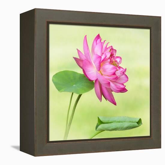 Beautiful Specimen of a Lotus Flower Nelumbo Elite Red with Open and Curled Leaf-Anyka-Framed Stretched Canvas