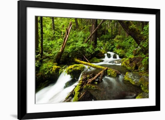 Beautiful stream in the lush Tongass National Forest, Alaska-Mark A Johnson-Framed Photographic Print