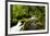 Beautiful stream in the lush Tongass National Forest, Alaska-Mark A Johnson-Framed Photographic Print