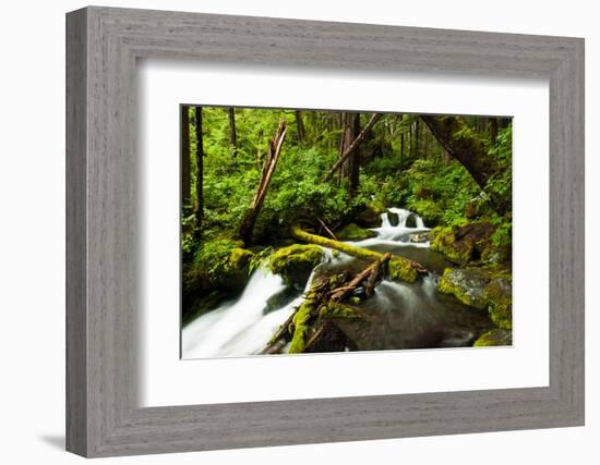 Beautiful stream in the lush Tongass National Forest, Alaska-Mark A Johnson-Framed Photographic Print