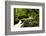 Beautiful stream in the lush Tongass National Forest, Alaska-Mark A Johnson-Framed Photographic Print