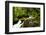 Beautiful stream in the lush Tongass National Forest, Alaska-Mark A Johnson-Framed Photographic Print