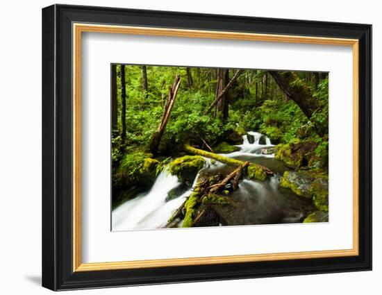 Beautiful stream in the lush Tongass National Forest, Alaska-Mark A Johnson-Framed Photographic Print