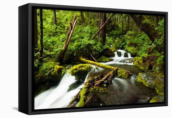 Beautiful stream in the lush Tongass National Forest, Alaska-Mark A Johnson-Framed Premier Image Canvas