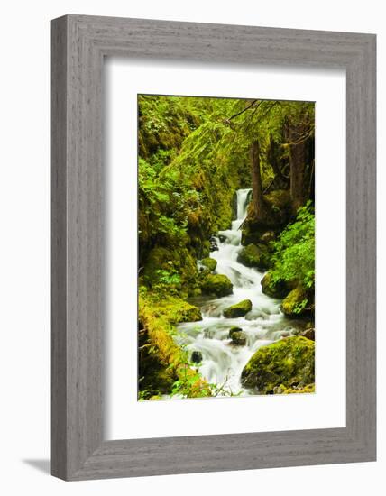 Beautiful stream in the lush Tongass National Forest, Alaska-Mark A Johnson-Framed Photographic Print