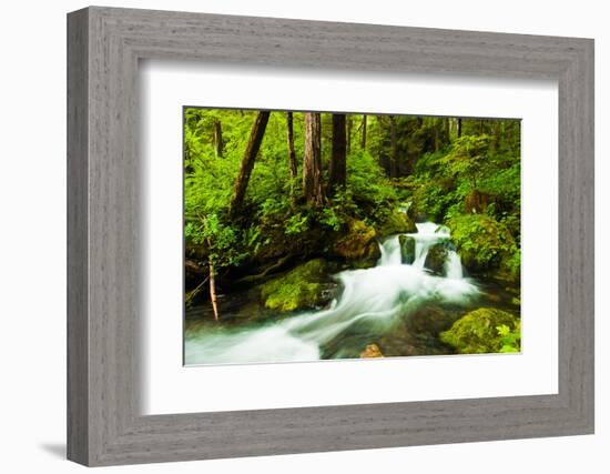 Beautiful stream in the lush Tongass National Forest, Alaska-Mark A Johnson-Framed Photographic Print