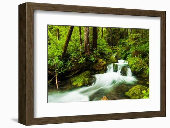 Beautiful stream in the lush Tongass National Forest, Alaska-Mark A Johnson-Framed Photographic Print