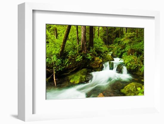 Beautiful stream in the lush Tongass National Forest, Alaska-Mark A Johnson-Framed Photographic Print