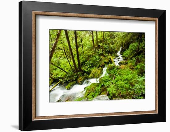 Beautiful stream in the lush Tongass National Forest, Alaska-Mark A Johnson-Framed Photographic Print