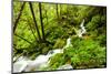 Beautiful stream in the lush Tongass National Forest, Alaska-Mark A Johnson-Mounted Photographic Print