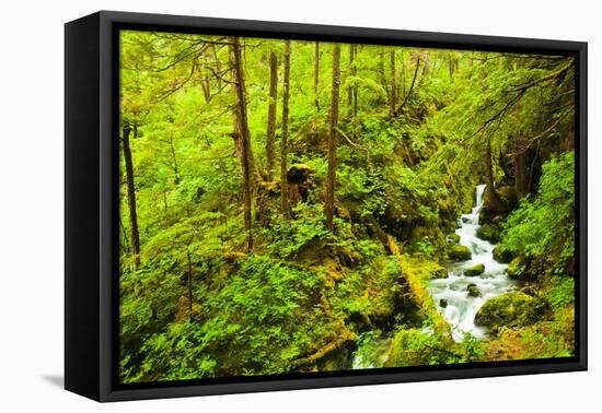 Beautiful stream in the lush Tongass National Forest, Alaska-Mark A Johnson-Framed Premier Image Canvas