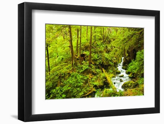 Beautiful stream in the lush Tongass National Forest, Alaska-Mark A Johnson-Framed Photographic Print