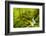 Beautiful stream in the lush Tongass National Forest, Alaska-Mark A Johnson-Framed Photographic Print