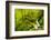 Beautiful stream in the lush Tongass National Forest, Alaska-Mark A Johnson-Framed Photographic Print