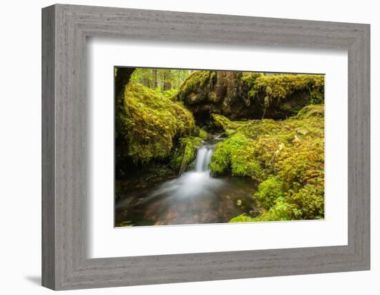 Beautiful stream in the lush Tongass National Forest, Alaska-Mark A Johnson-Framed Photographic Print