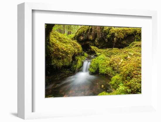 Beautiful stream in the lush Tongass National Forest, Alaska-Mark A Johnson-Framed Photographic Print