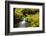 Beautiful stream in the lush Tongass National Forest, Alaska-Mark A Johnson-Framed Photographic Print