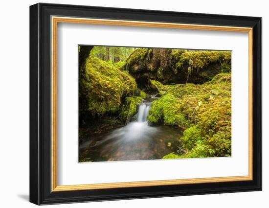 Beautiful stream in the lush Tongass National Forest, Alaska-Mark A Johnson-Framed Photographic Print