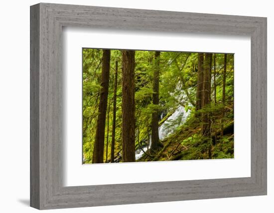 Beautiful stream in the lush Tongass National Forest, Alaska-Mark A Johnson-Framed Photographic Print