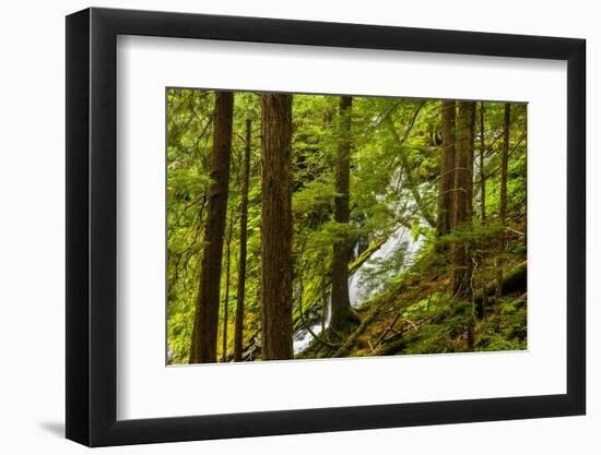 Beautiful stream in the lush Tongass National Forest, Alaska-Mark A Johnson-Framed Photographic Print