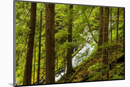 Beautiful stream in the lush Tongass National Forest, Alaska-Mark A Johnson-Mounted Photographic Print