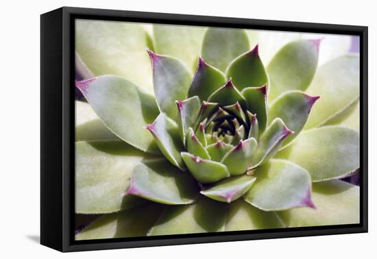 Beautiful Succulent Plant close Up-Yastremska-Framed Premier Image Canvas