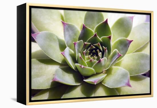 Beautiful Succulent Plant close Up-Yastremska-Framed Premier Image Canvas