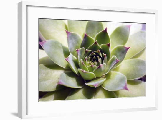 Beautiful Succulent Plant close Up-Yastremska-Framed Photographic Print