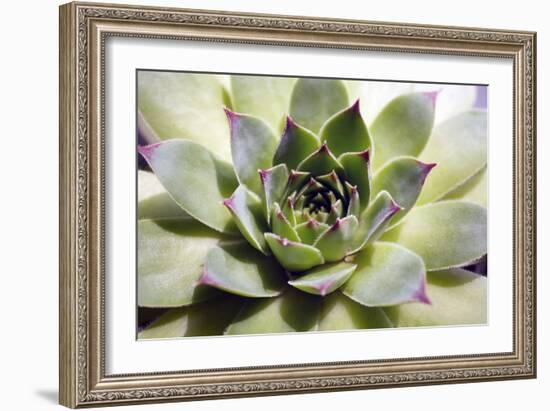 Beautiful Succulent Plant close Up-Yastremska-Framed Photographic Print