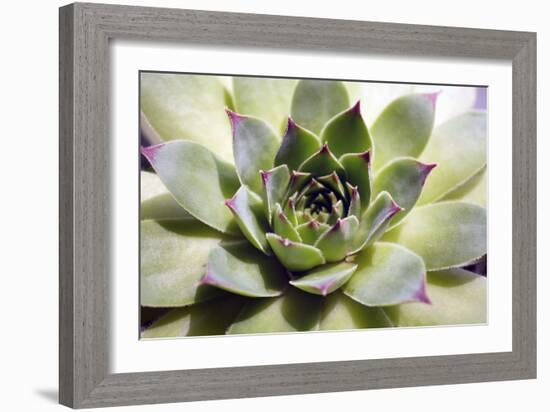 Beautiful Succulent Plant close Up-Yastremska-Framed Photographic Print