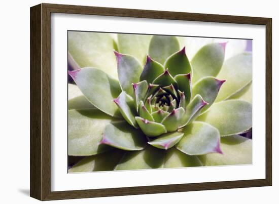 Beautiful Succulent Plant close Up-Yastremska-Framed Photographic Print