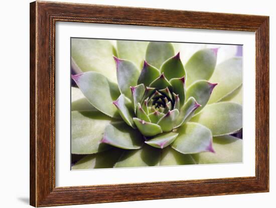 Beautiful Succulent Plant close Up-Yastremska-Framed Photographic Print